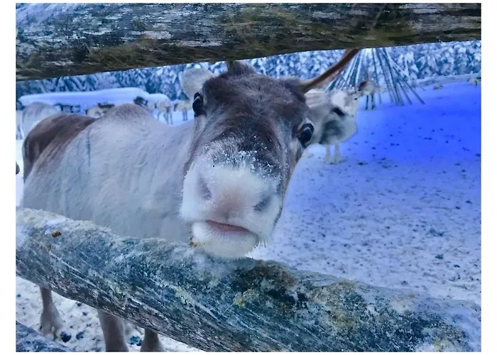 Kelogornitsa - Levikeskus 2 Km - Bus 300 M